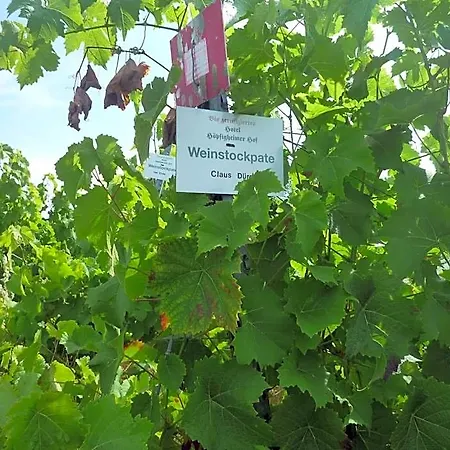 Biozertifiziertes Hoepfigheimer Hof Mit Wein-shop מלון מרבך אם נקר